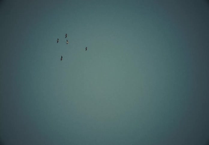 Birds flying in a flock in the sky