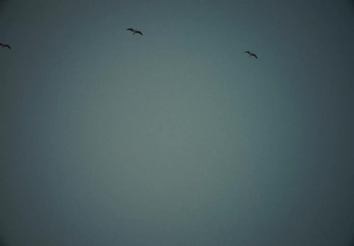 Birds fly through the sky