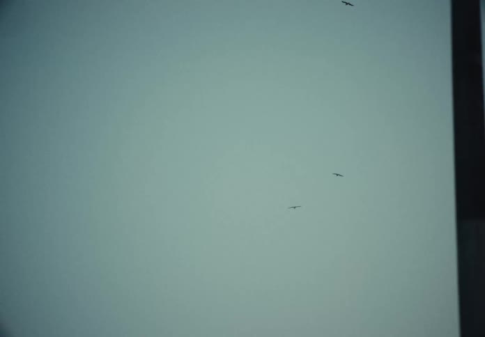Birds are flying in the cloudy sky