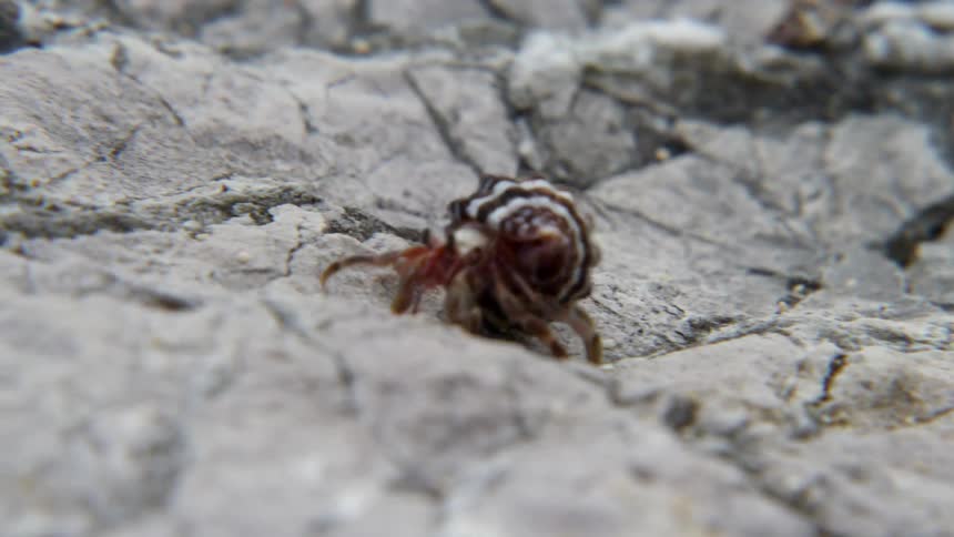 A hermit crab scuttles along some rocks