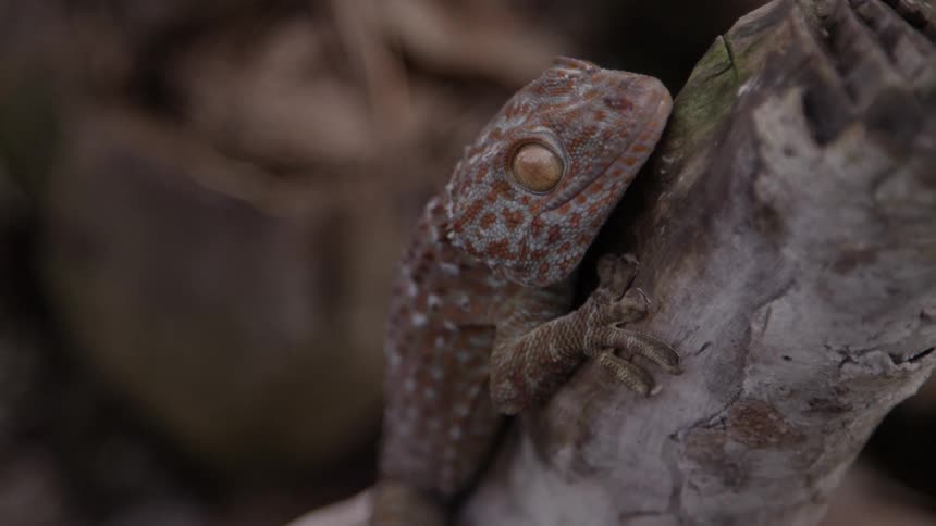 A lizard holding onto a branch