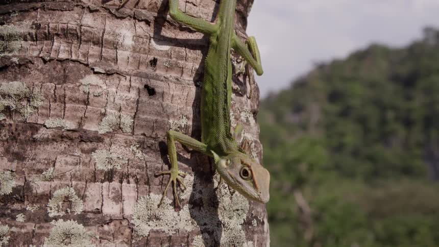 A salamander is crawling on the side of a tree