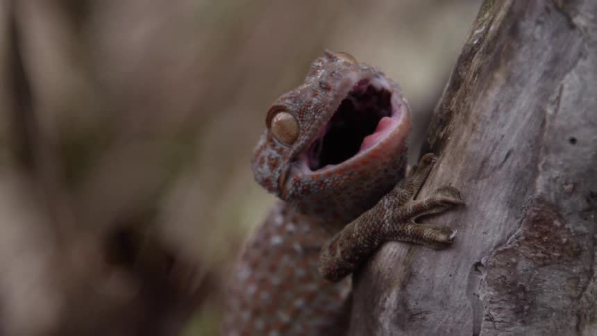 A lizard holds onto a piece of wood