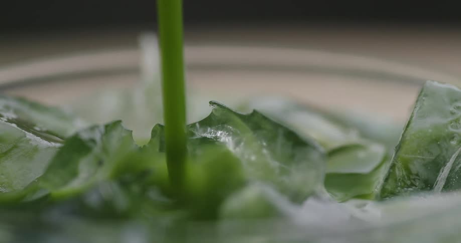 Serving green tea in a glass with ice