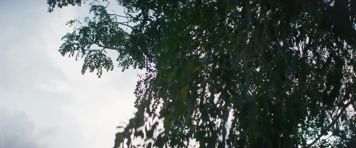 Leafs and branches of a tree against a cloudy sky