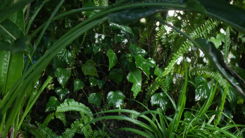 Drops of rain falling on leaves of a plant in a forest and making the leaf move