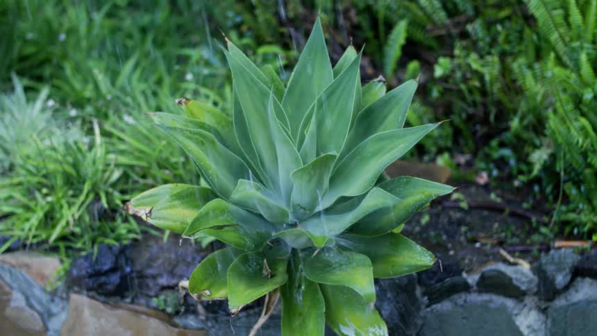 A plant in a garden being watered