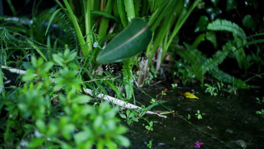 Several drops falling on leaves and the ground in one rainy day