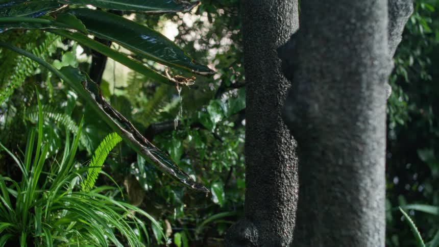 Rain falling on leaves of a plant in a forest and making the leaf move