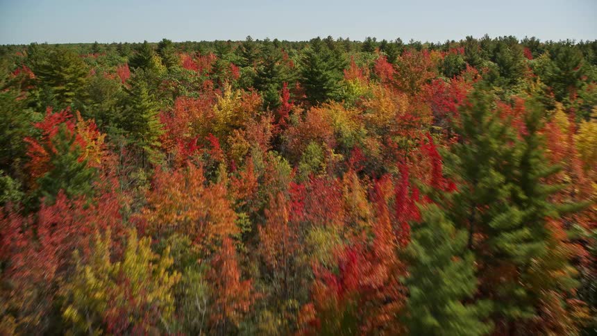 Aerial of a forest with big pine trees in autumn