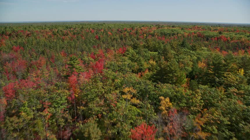Aerial panorama of a forest in various autumn colors