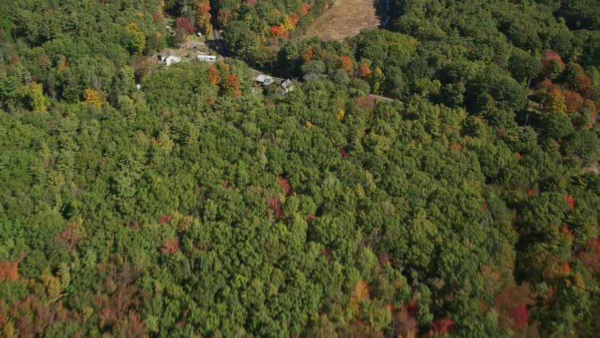 A huge and dense forest of trees and a small dry river next to it