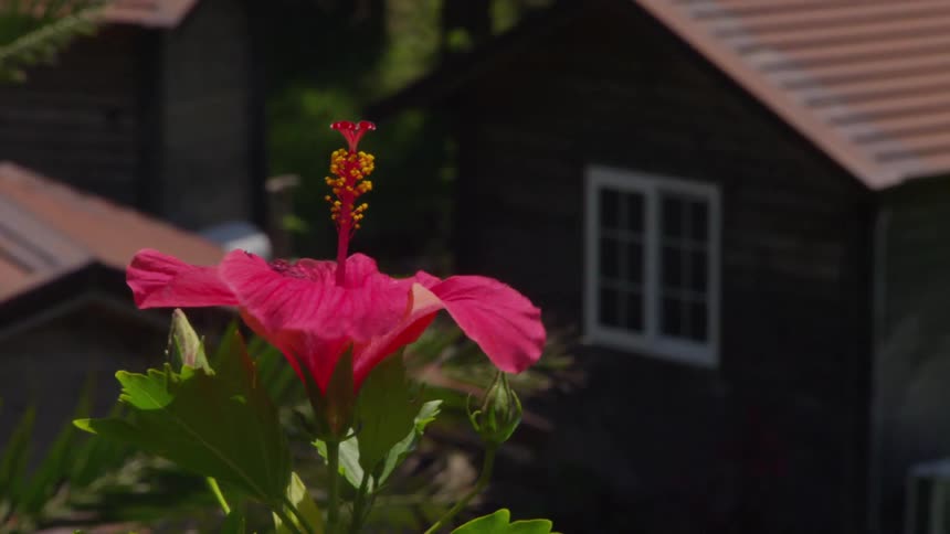A plant's pink bloom rises above the building's roofs