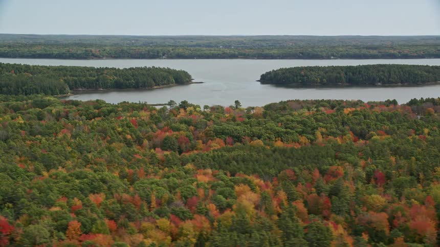 A forest with several trees in front of a large river