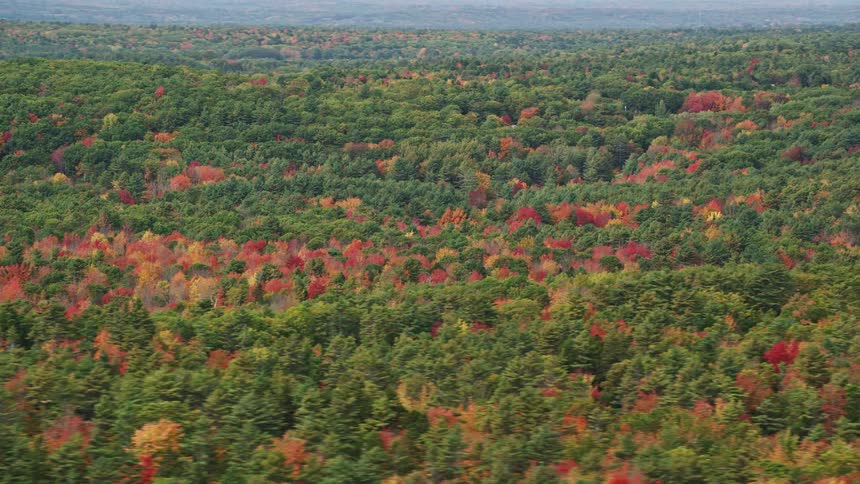 A forest with several trees with red and red leaves