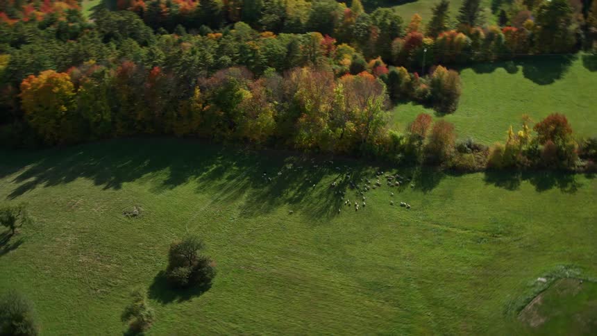 Aerial of a country house with a herd of animals running towards the forest
