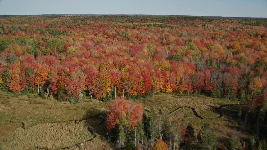 A large forest of trees with red autumn leaves