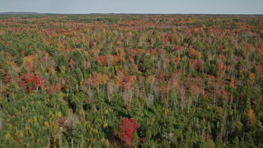 Aerial view of a forest in the plains