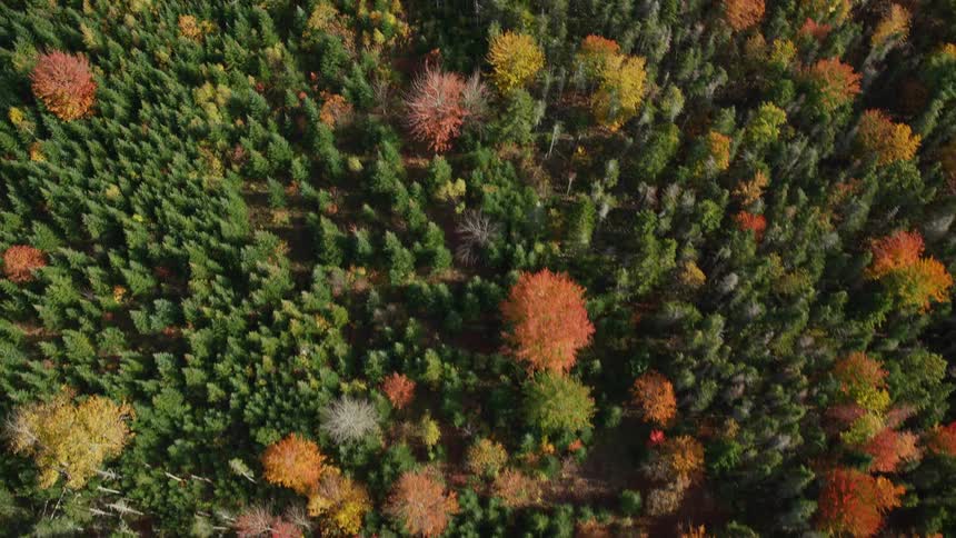 Aerial of trees with fall foliage in forest
