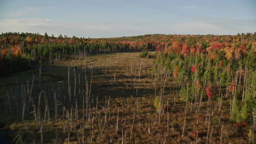 Aerial of an open field surrounded by wilderness during autumn