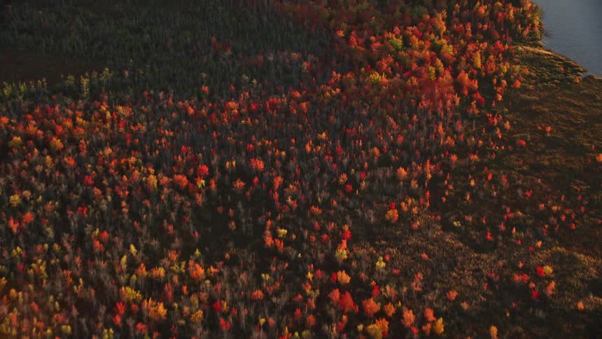 Aerial panorama of a forest with colorful trees by the seaside