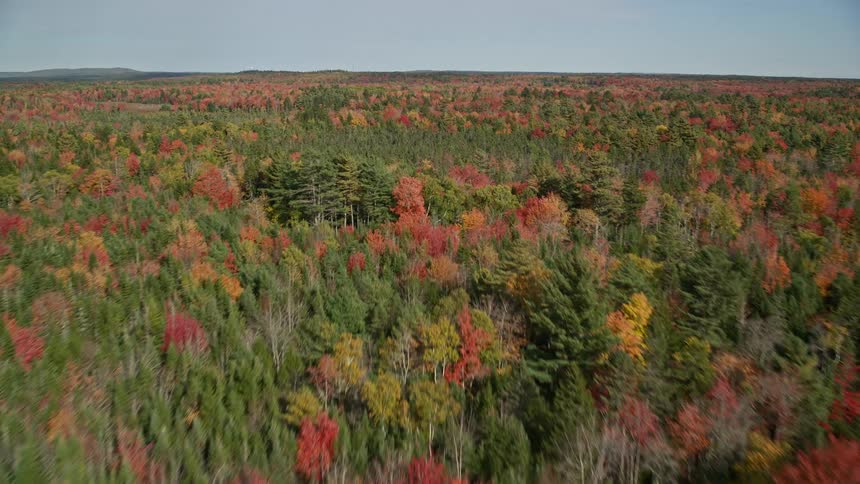 Aerial of a wilderness area with evergreen and deciduous trees in autumn
