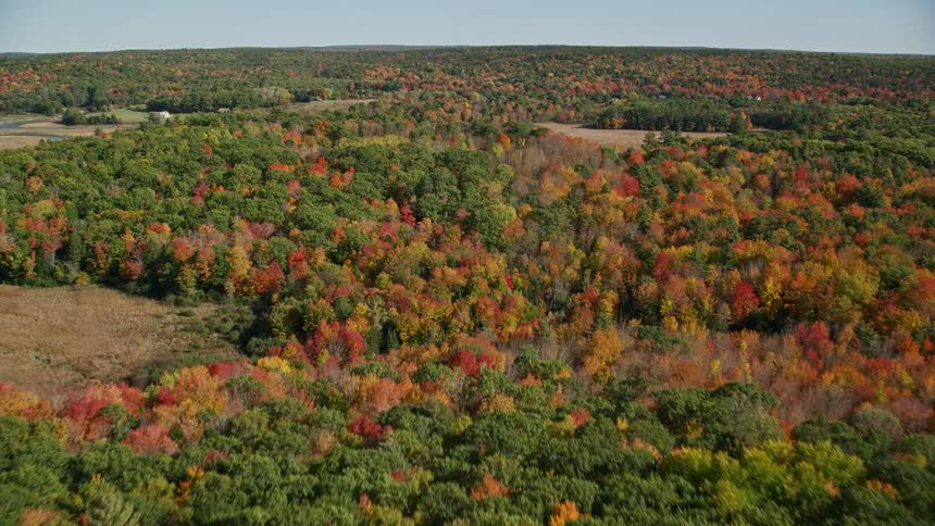 A forest area in the countryside covered with trees in the summer