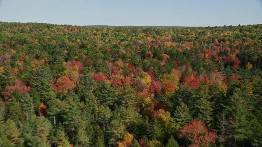 Skyline of a dense pine forest