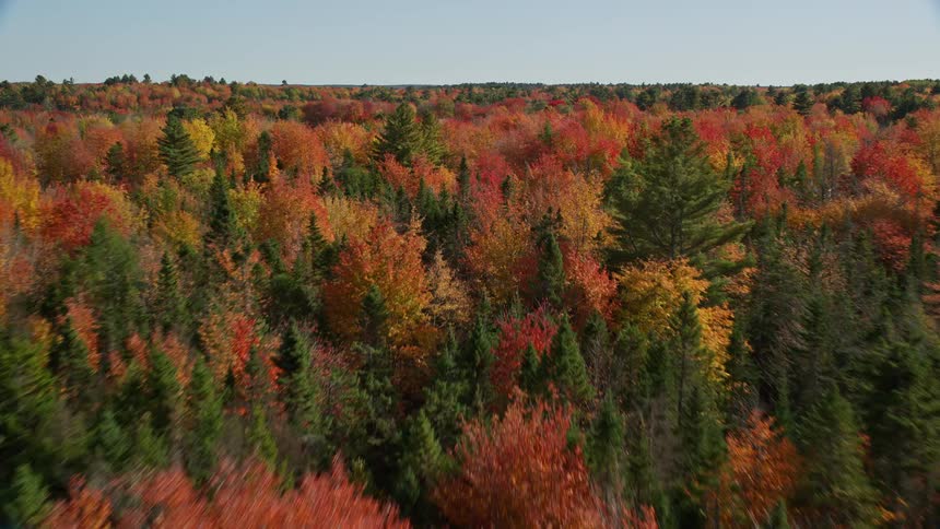 A huge forest of trees with leaves turning orange due to the season