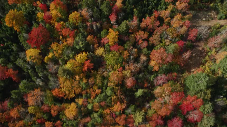 Aerial view of a forest with variouscolored conifer trees in autumn
