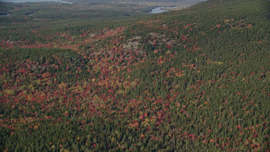 Aerial view of a forest in the mountains
