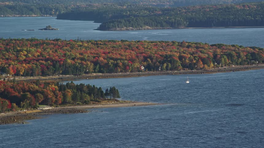 Aerial of the forest with calm sea during the day