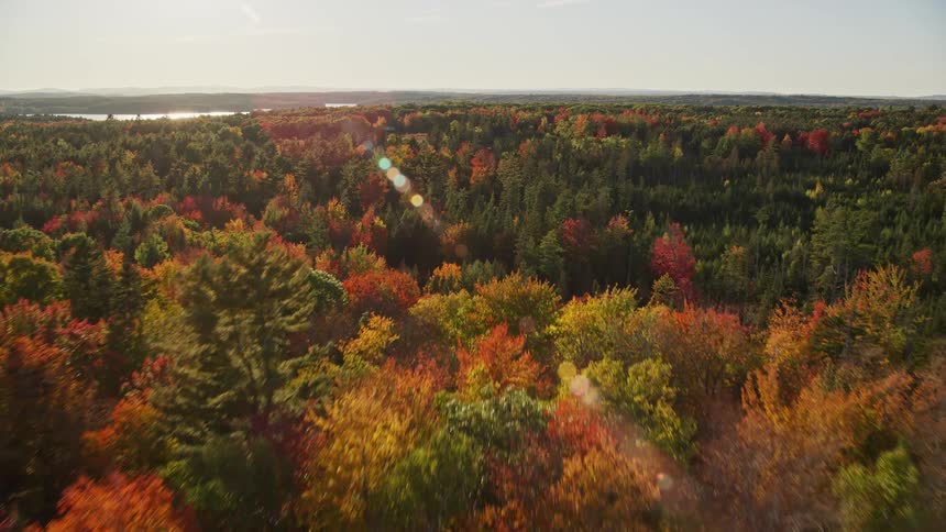 Aerial view of a sunny autumn forest landscape