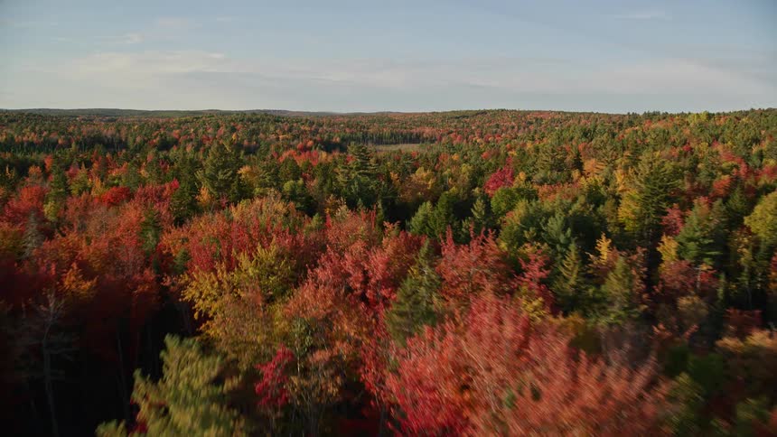 Aerial view of a brown and red forested area