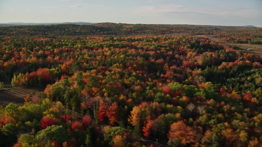 An aerial view of the woods and forest