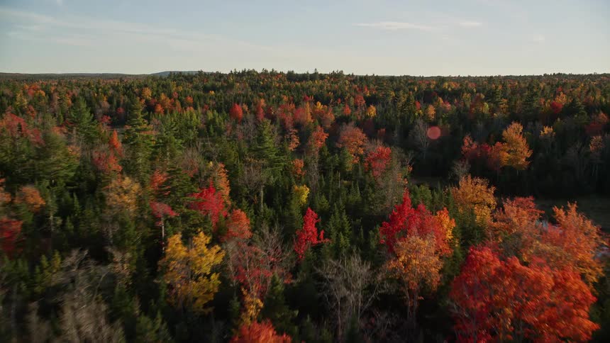 A large forest of trees with red autumn leaves and a small river