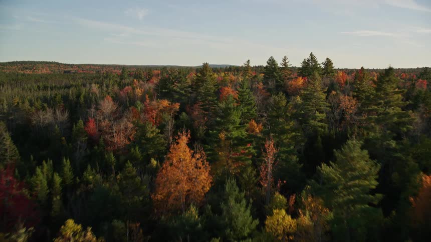 Aerial view of the panorama of a forest with trees in various colors