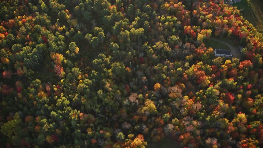 Aerial panorama of a forest with highend houses