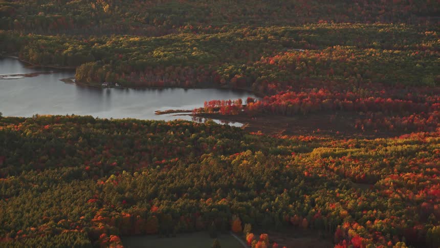 Aerial view of a forest by the seaside