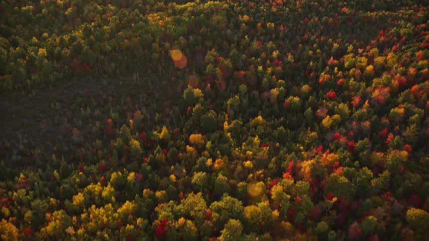 Aerial panorama of a forest with variouscolored conifer trees