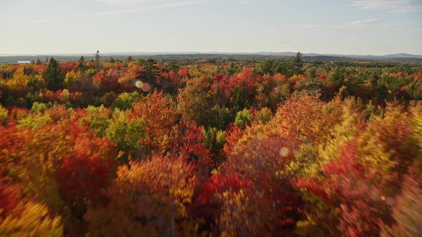 Aerial of deciduous conifer forest during fall under a slightly cloudy sky