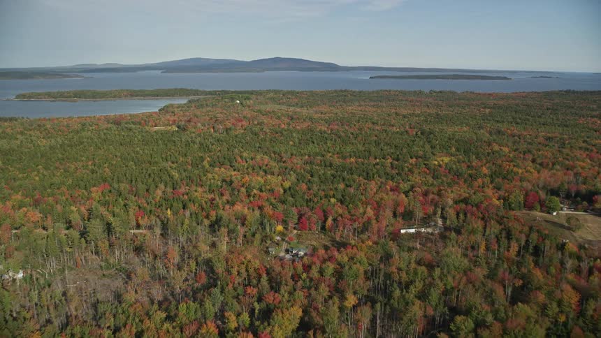 Aerial view of a forest with coniferous trees and the sea on the horizon