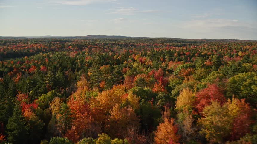 Aerial panorama of a forest in autumn