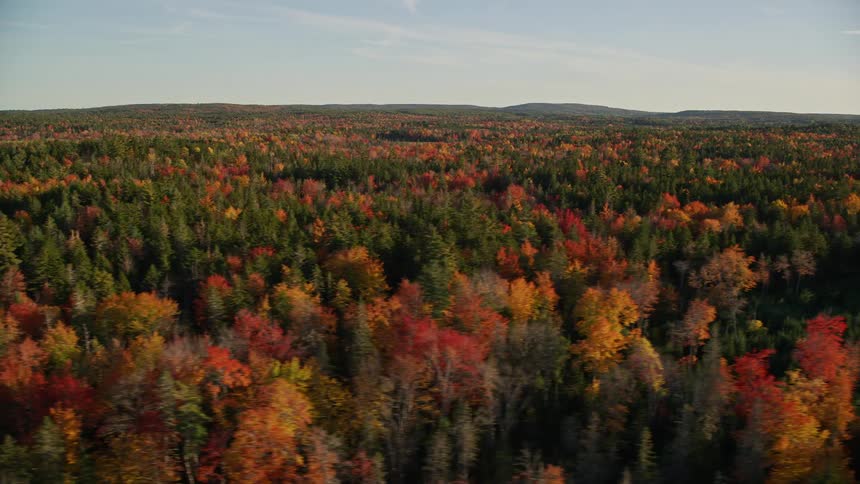 Aerial view of forests of trees in bright fall colors and a house in the woods with mountains on the horizon
