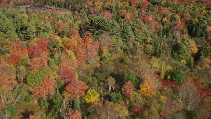 Aerial panorama of a forest and lakes