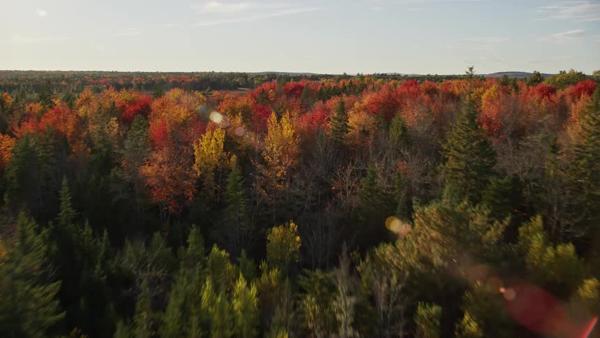 Aerial view of a brown and red forest with streams at sunset
