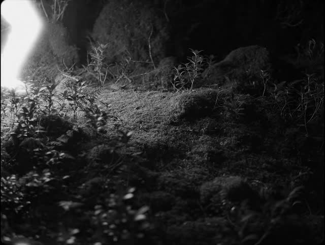 A brightly glowing man is walking through the woods at night and illuminates the area around him as he walks