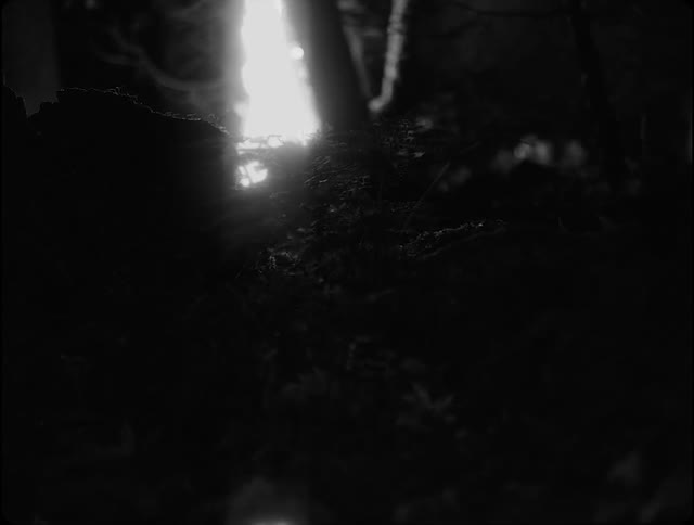 A person is glowing as they walk through the forest