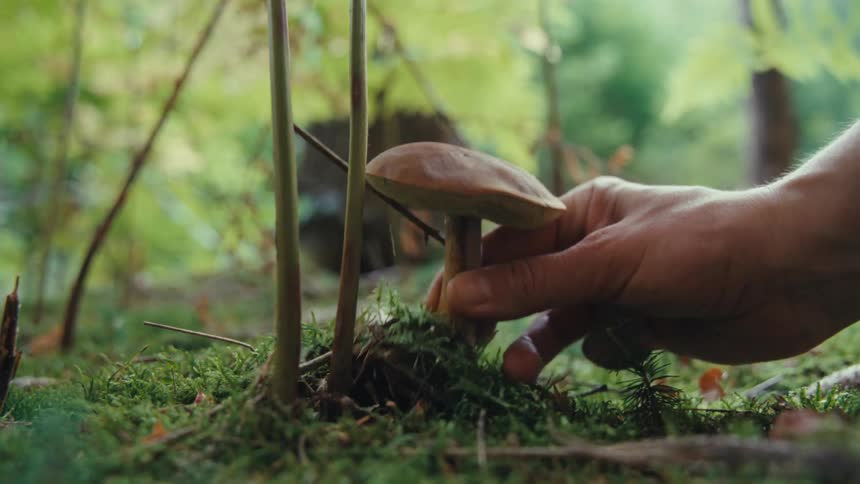 A person harvests a mushroom from the ground