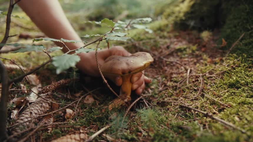 A persons hand is picking a mushroom from the ground near a tree